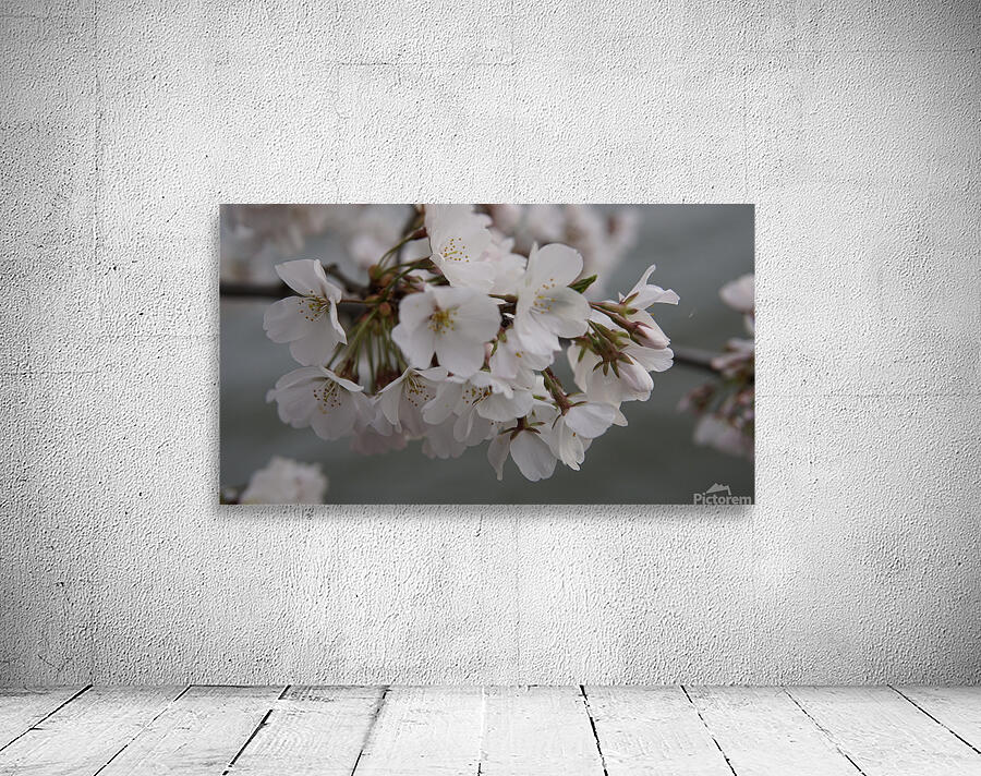 cherryblossom11 Wall Preview