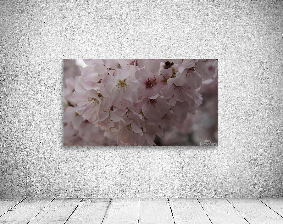 cherryblossom10 Wall Preview