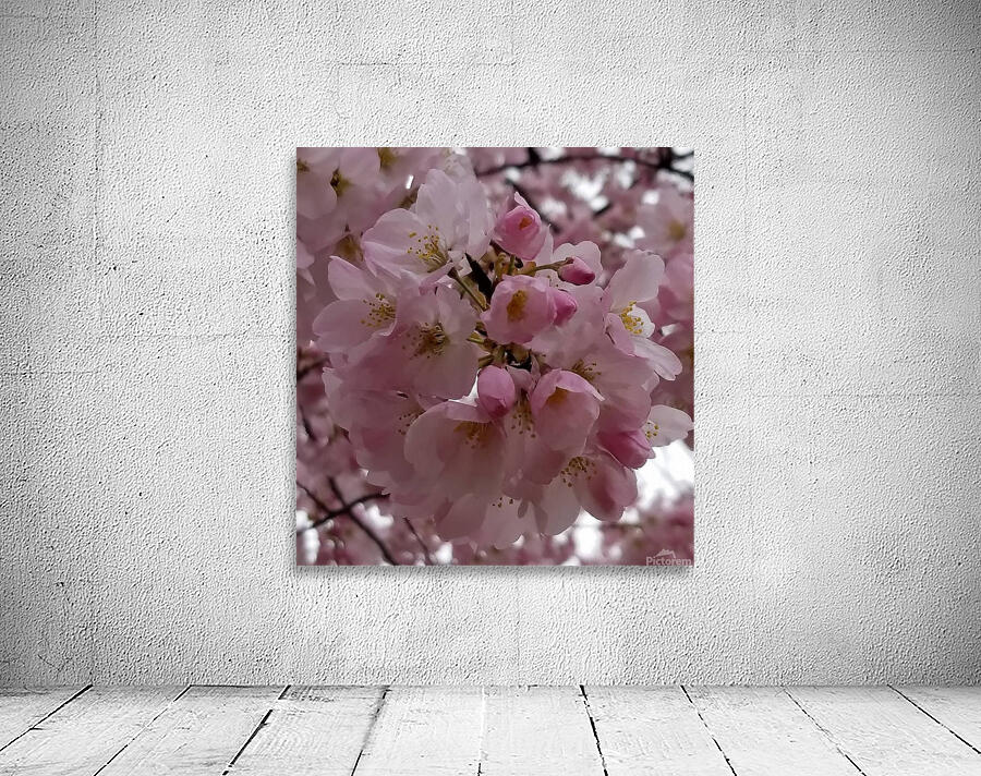 Cherryblissoms45 Wall Preview