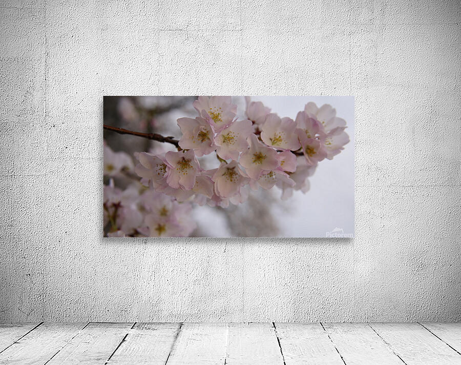cherryblossom6 Wall Preview