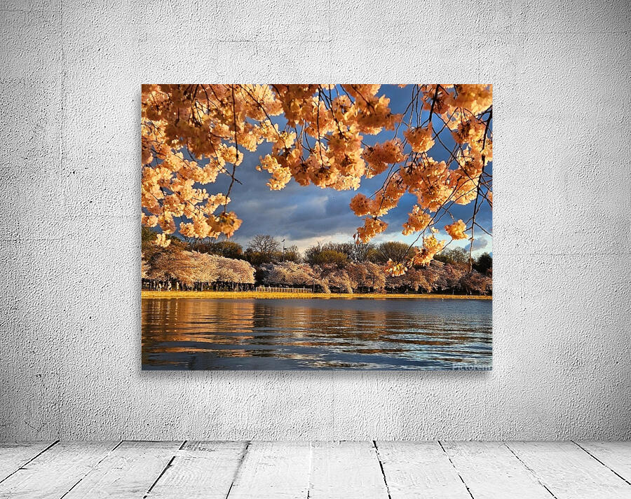 Cherryblossoms58 Wall Preview