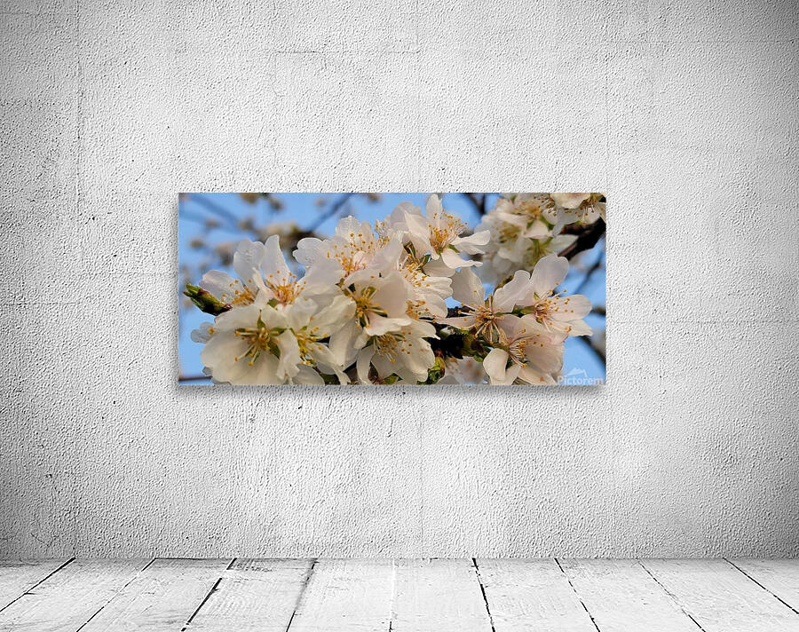 cherryblossoms28 Wall Preview