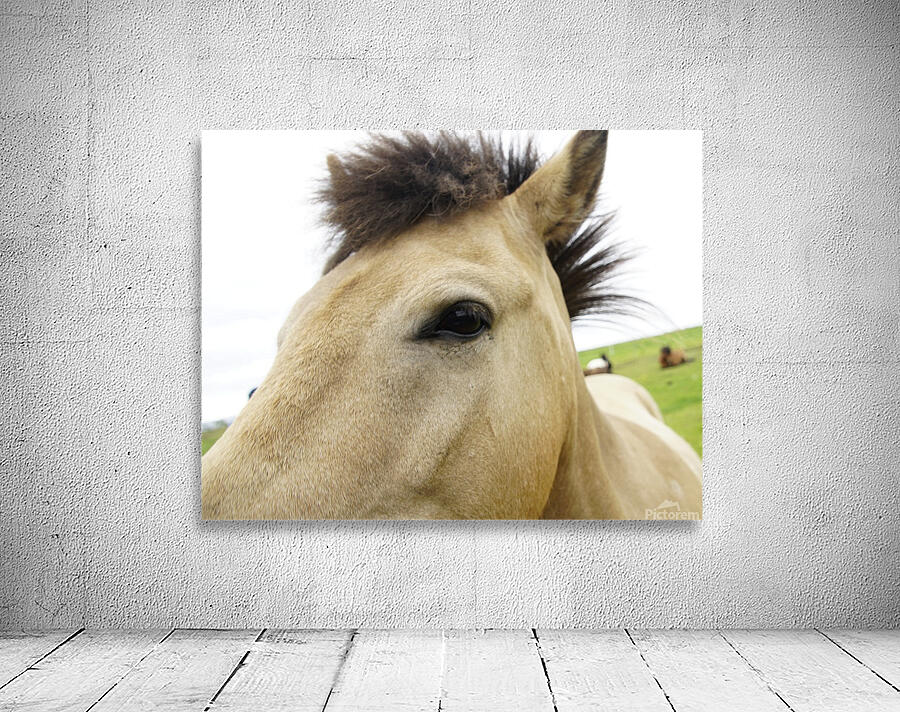 icelandhorses Wall Preview