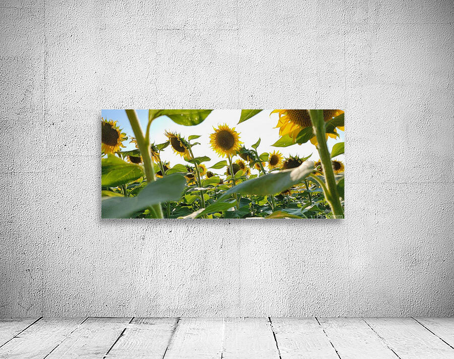 sunflower21 Wall Preview