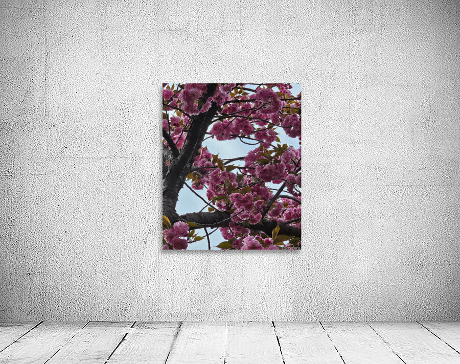 squirrel4 Wall Preview