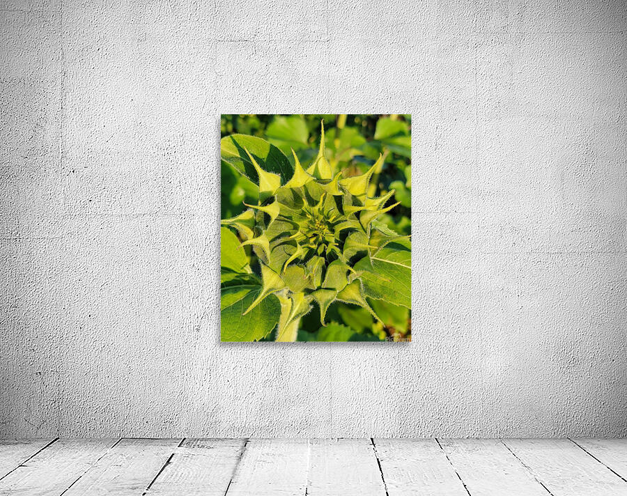 sunflower17 Wall Preview