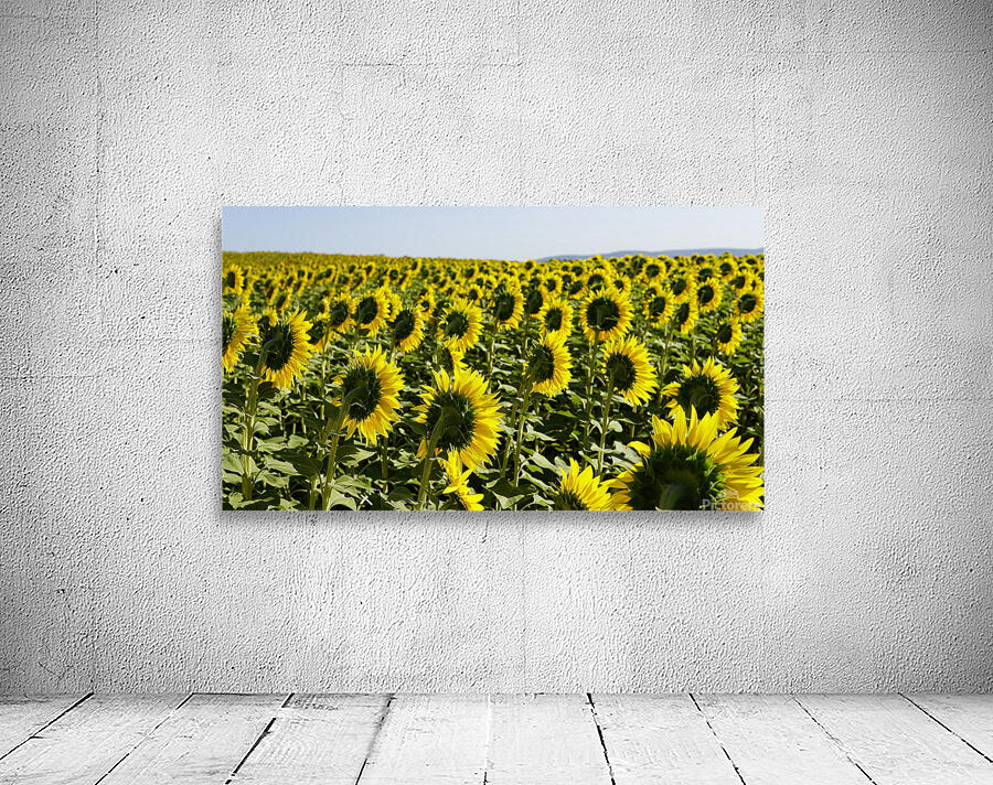 sunflower2 Wall Preview