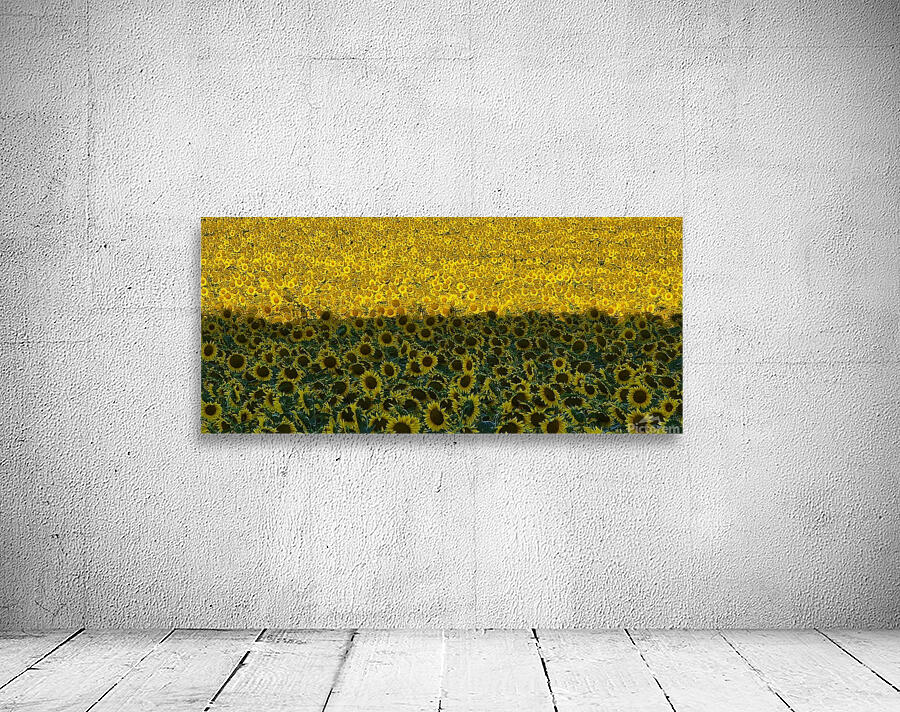 sunflower19 Wall Preview