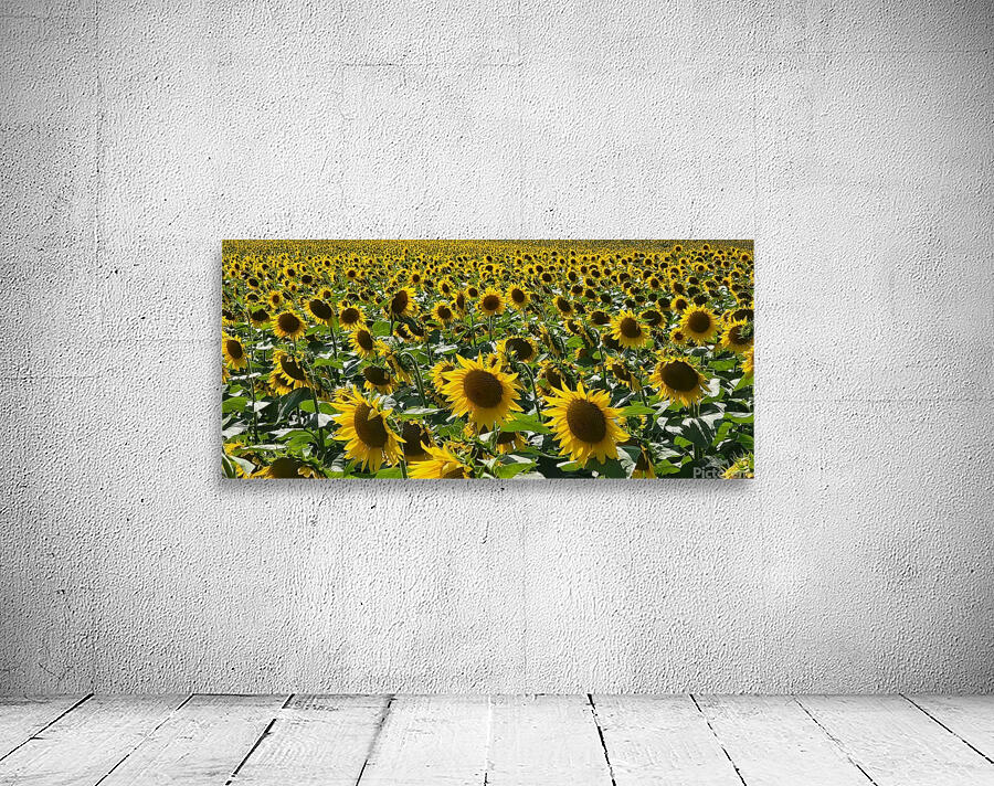 sunflower20 Wall Preview
