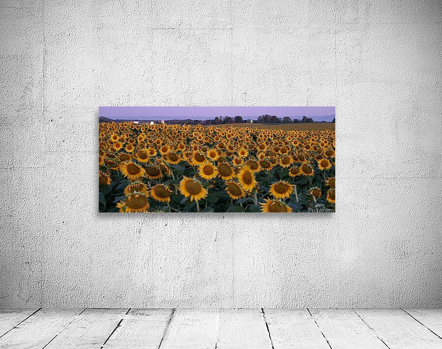 sunflower18 Wall Preview