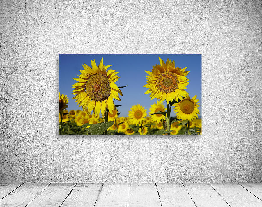 sunflower3 Wall Preview