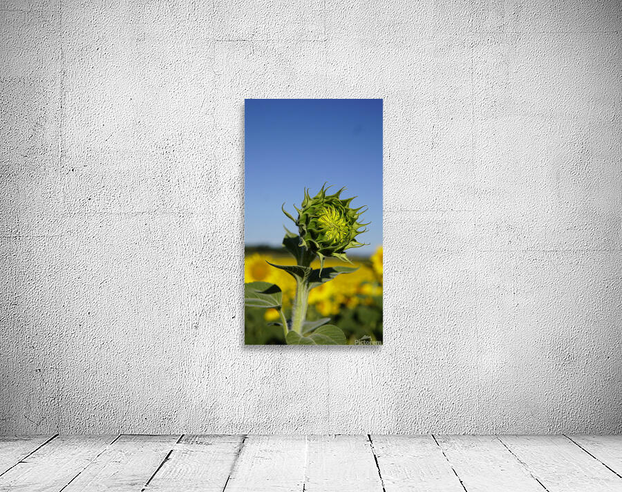 sunflower Wall Preview