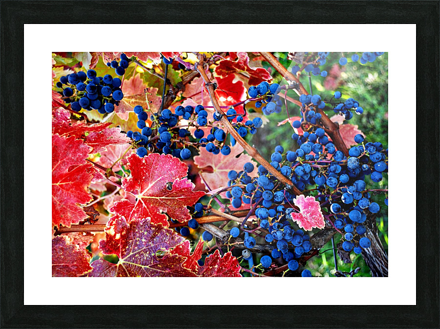 Old Vine Picture Frame print