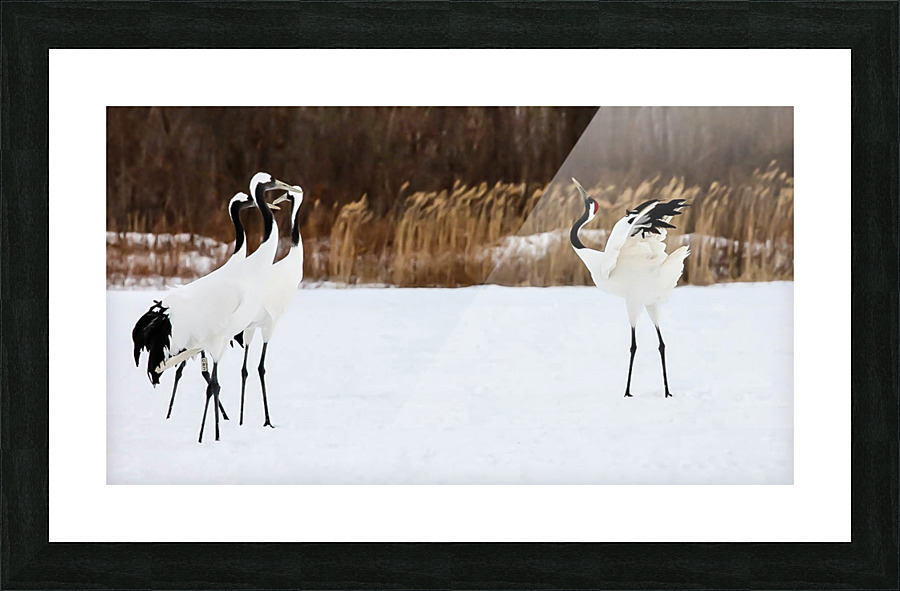 Courting Picture Frame print