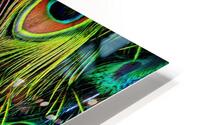Fancy Feathers HD Metal print