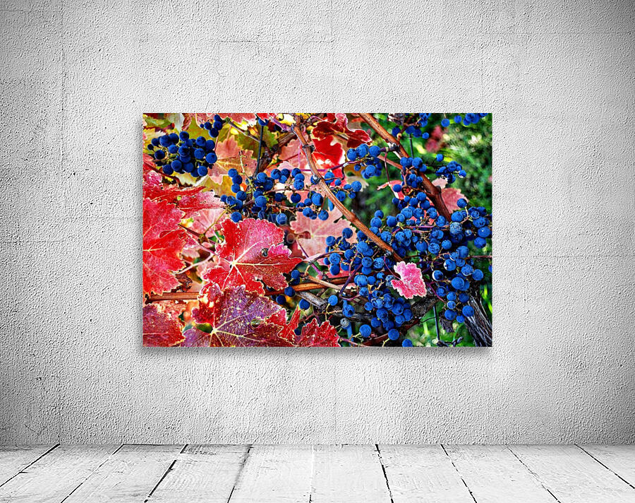 Old Vine Wall Preview