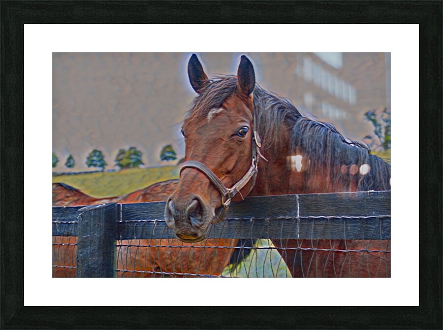 Horse Portrait Picture Frame print