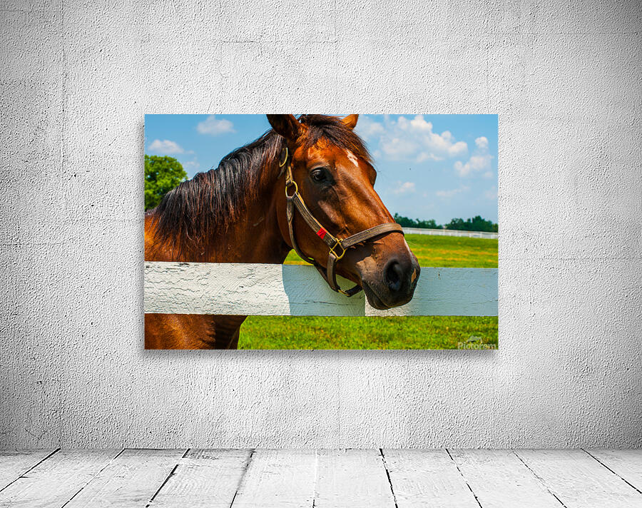 Thoroughbred Horse Wall Preview