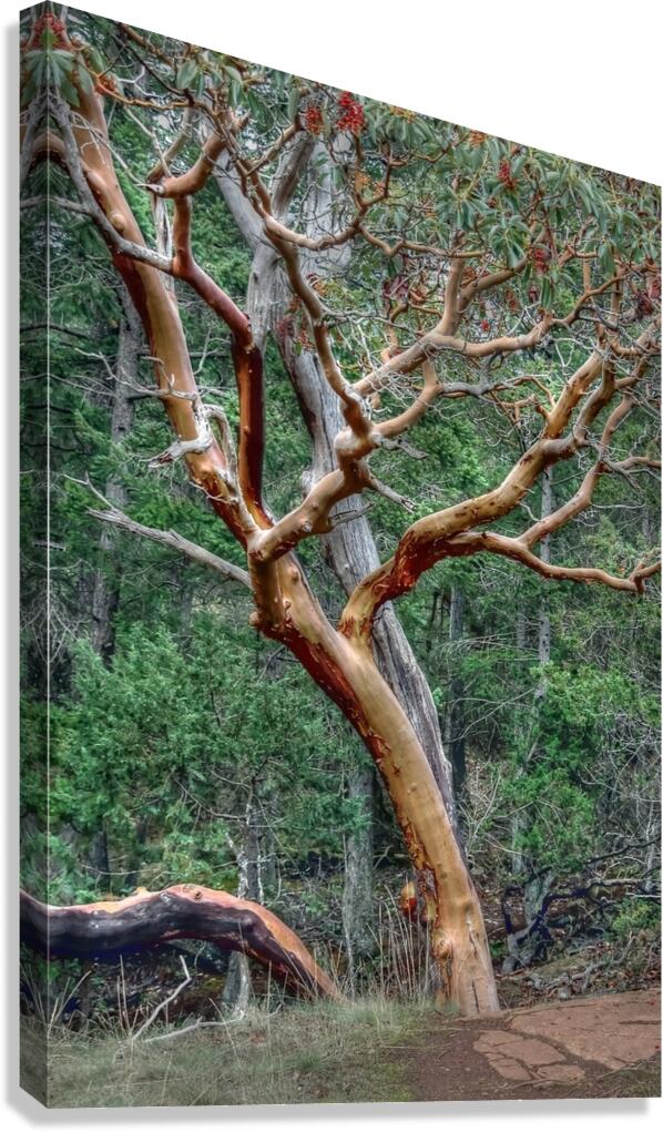 Pacific Arbutus in the Forest Canvas Print