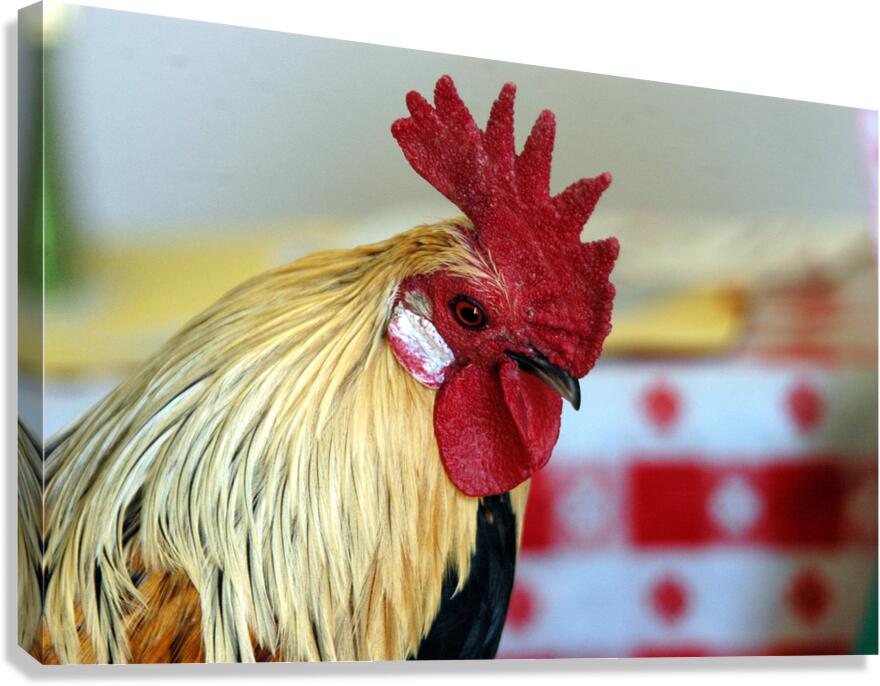 Prize Rooster – Washington State Fair Canvas Print