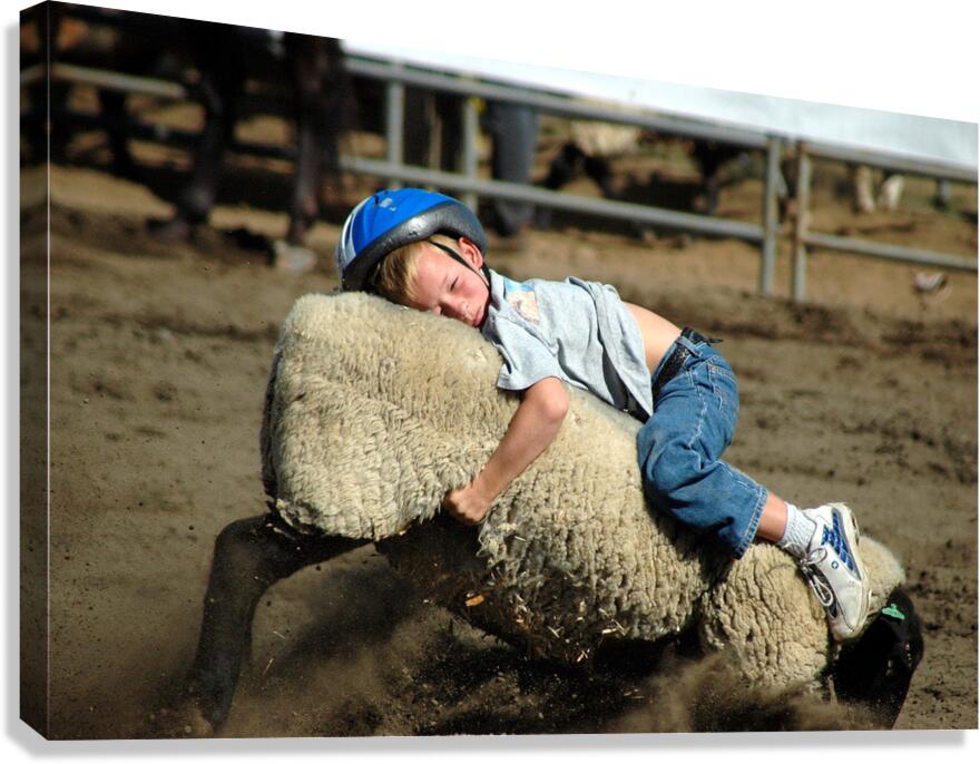 Hanging On for Dear Life – State Fair Mutton Busting Canvas Print