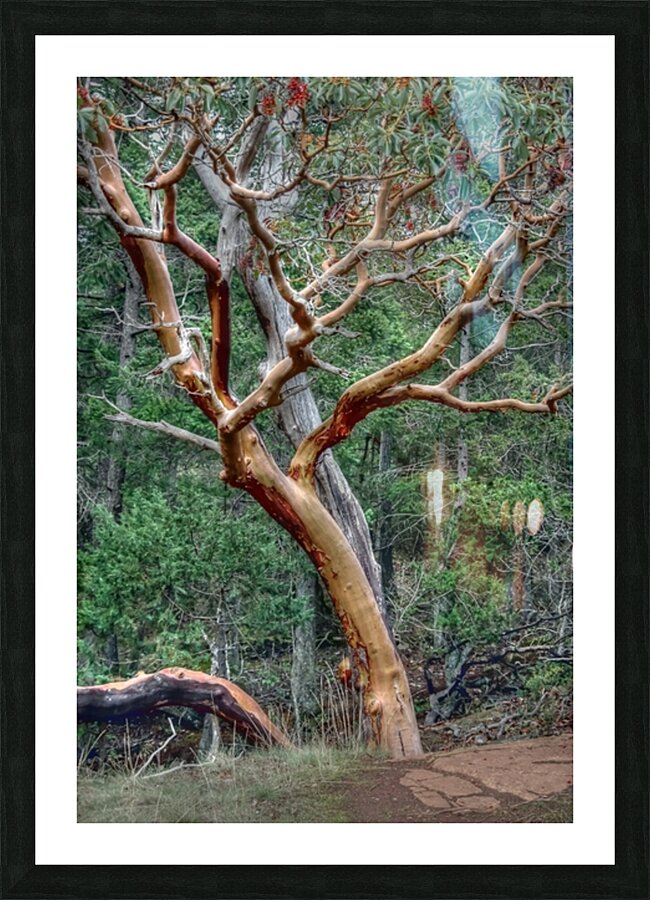 Pacific Arbutus in the Forest Picture Frame print