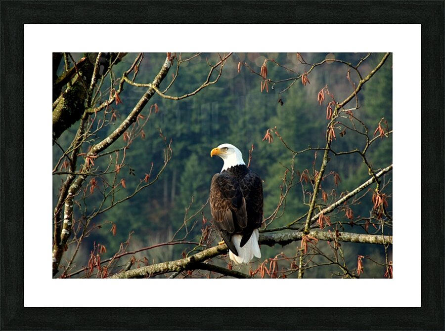 Bald Eagle in the Forest Picture Frame print