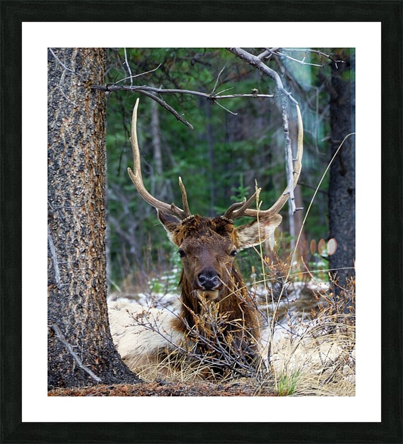 Bull Elk Resting in the Forest Picture Frame print