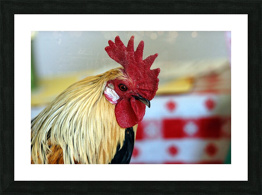 Prize Rooster – Washington State Fair Picture Frame print