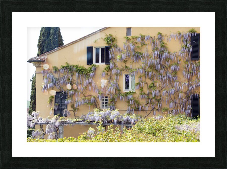 Wisteria in Bloom – Italian Villa Picture Frame print