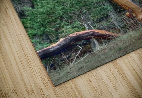 Pacific Arbutus in the Forest Ingvar Grimsmo puzzle