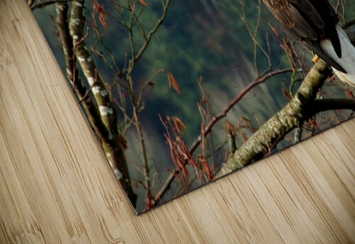 Bald Eagle in the Forest Ingvar Grimsmo puzzle
