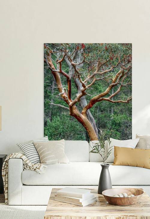 Pacific Arbutus in the Forest Reproduction