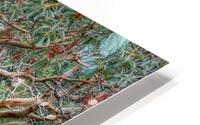 Pacific Arbutus in the Forest HD Metal print