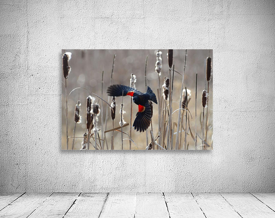 Red-Winged Blackbirds Among the Cattails Wall Preview