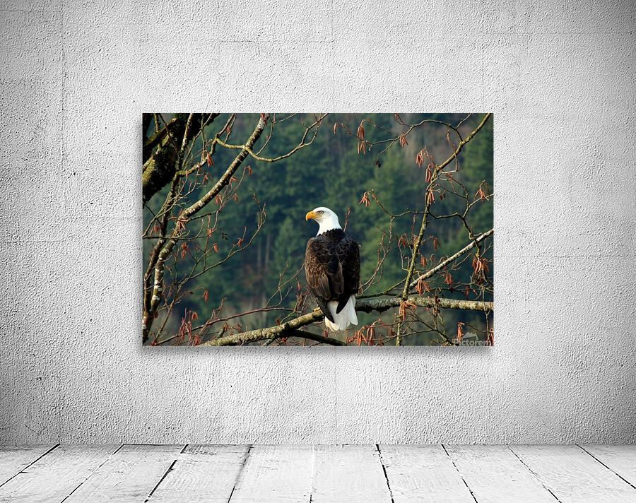 Bald Eagle in the Forest Wall Preview