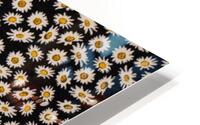 Daisy - Black - Yellow HD Metal print