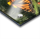 Monarch Butterfly Acrylic print