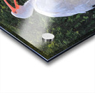 White Ibis Acrylic print