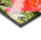 Single Rose Acrylic print