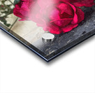 Red Roses Acrylic print
