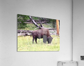 Buffalo Grazing Acrylic Print