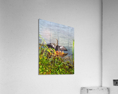 Anhinga Spreading Wings Acrylic Print