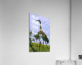 Crane by Pond Acrylic Print