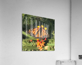 Monarch Butterfly Acrylic Print