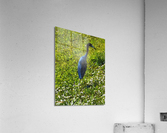 Tropical Bird Acrylic Print