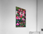 Pink Flowers Acrylic Print