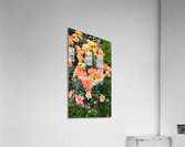 Orange Flowers Acrylic Print