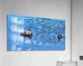 Ducks on a Pond Acrylic Print