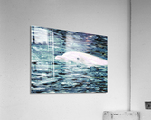 Dolphin 2 Acrylic Print